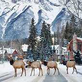 Canada West 6 Days Winter Rocky Mountains Package