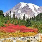 US Seattle Airport Pick Up Mt. Rainier+City+Olympic National Park 4 Day Tour -2023