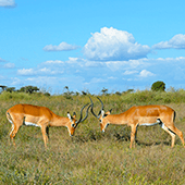 動物伊甸園—肯尼亞 內羅畢+安博塞利國家公園+馬賽馬拉國家動物保護區 9天7晚跟團遊 (英文團)
