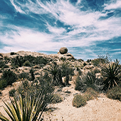 Phoenix+ Albuquerque+ Sedona+ Las Vegas+ Death Valley+ Los Angeles Free Time 8-Day Tour