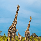 SOUTH AFRICA ADVENTURE 14 DAYS 12 NIGHTS