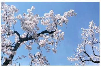 花漾春日：塞外梨花 西北鐵梨花 8天 春日限定 僅此一團