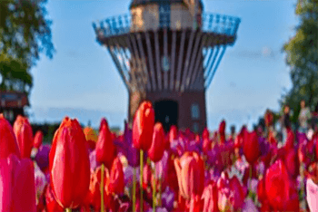 8-Day Amsterdam &  Keukenhof Flower Show & Belgium Spring Highlight Tour