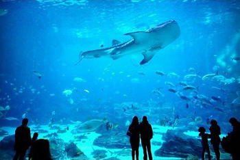 Mexico Hyatt Zilara Cancun- All Inclusive 5 days 4 nights tour-2024