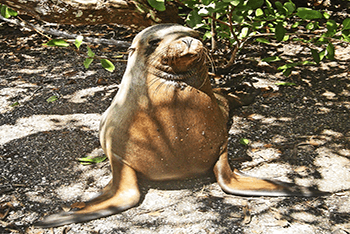Ecuador+ Santa Cruz Island 4-Day Tour|2024