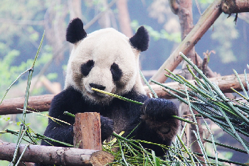 中國 成都+樂山+峨眉山+重慶+武隆 8天6晚遊