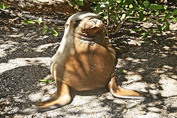 Ecuador+ Santa Cruz Island 4-Day Tour|2024