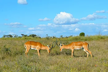 8-Day 6-Night 5 star lodges Safari by 4WD Land Cruiser Jeep Tour from Nairobi to Maasai Mara and Amboseli National Park -2024